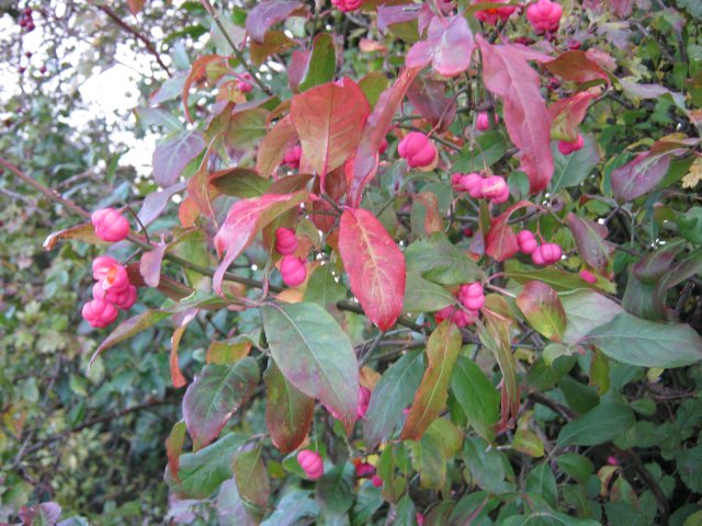 Spindle berries